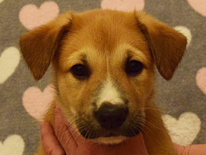 chinook puppy